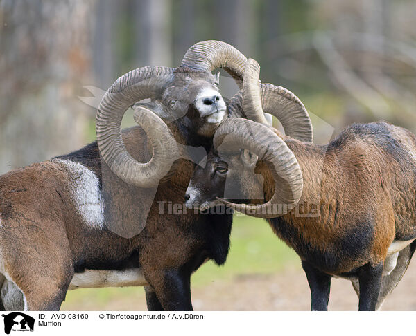 Mufflon / moufflon / AVD-08160