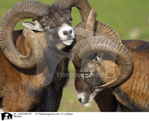 Mufflon / moufflon / AVD-08170