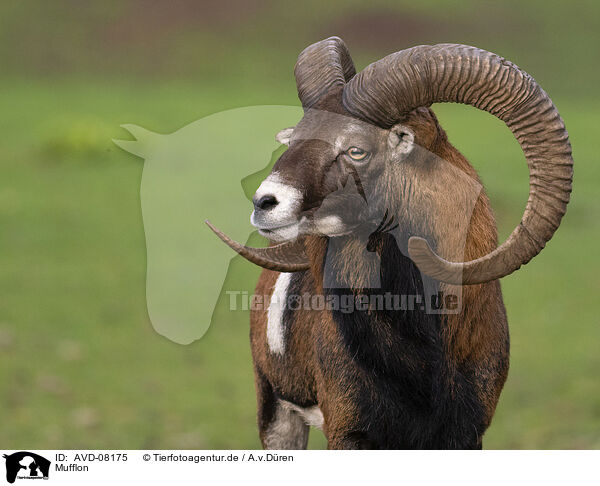 Mufflon / moufflon / AVD-08175