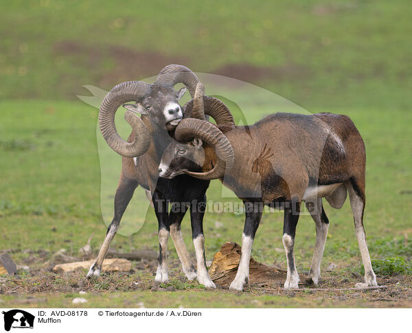 Mufflon / moufflon / AVD-08178