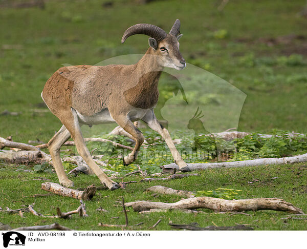 Mufflon / moufflon / AVD-08198