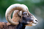 Mufflon