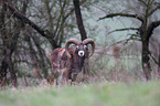 Mufflon