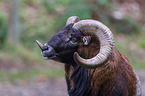 Mufflon