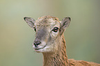 Mufflon