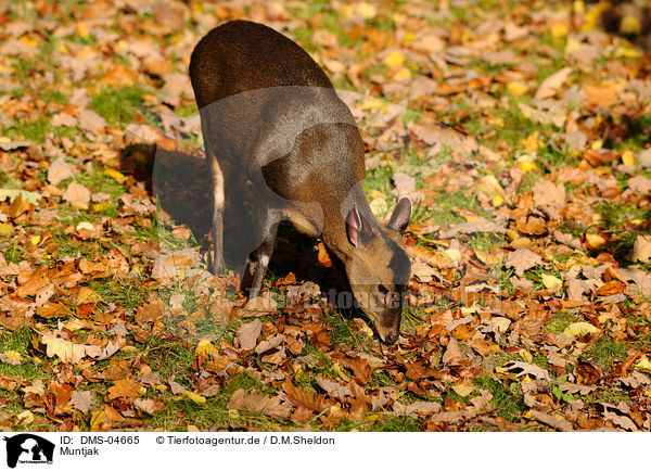 Muntjak / muntjac / DMS-04665