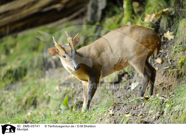 Muntjak / muntjac / DMS-05741