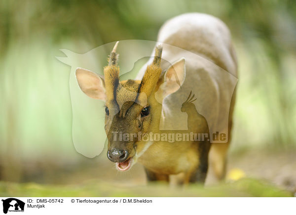 Muntjak / muntjac / DMS-05742