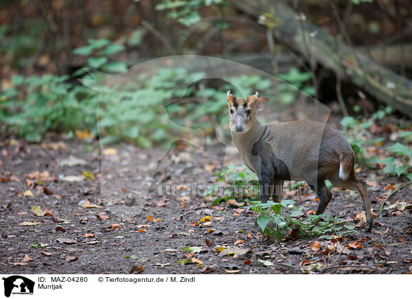 Muntjak / muntjac / MAZ-04280