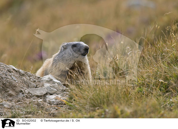 Murmeltier / groundhog / SO-02002