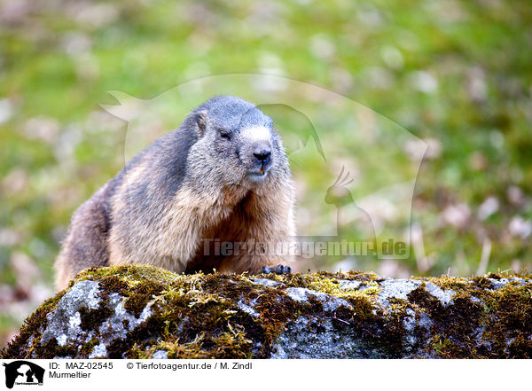 Murmeltier / marmot / MAZ-02545