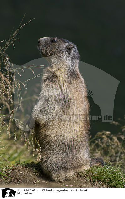 Murmeltier / marmot / AT-01405