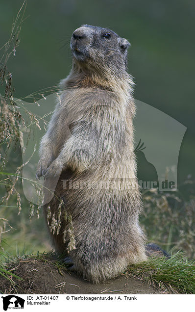 Murmeltier / marmot / AT-01407