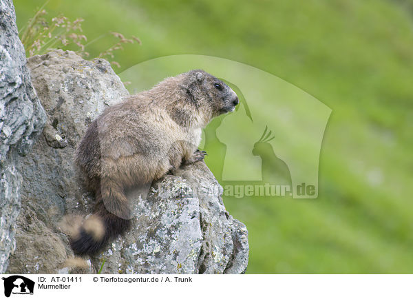 Murmeltier / marmot / AT-01411
