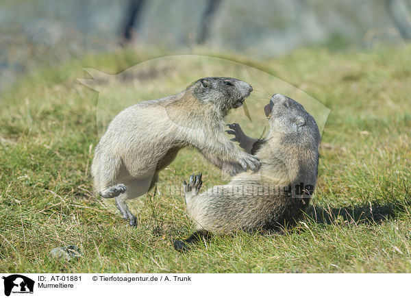 Murmeltiere / marmots / AT-01881