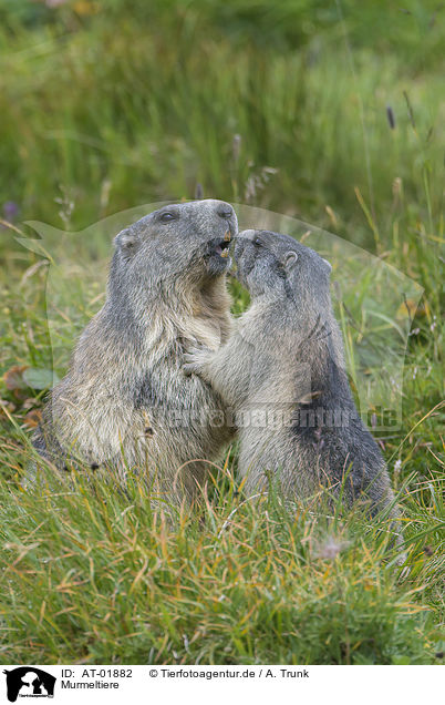 Murmeltiere / marmots / AT-01882