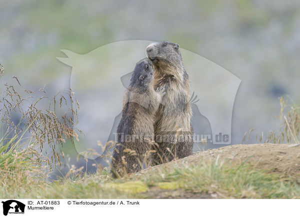 Murmeltiere / marmots / AT-01883