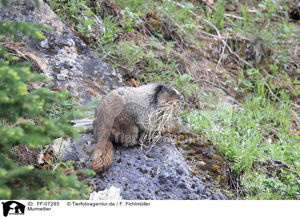Murmeltier / marmot / FF-07285