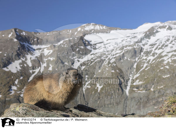 sitzendes Alpenmurmeltier / sitting Alpine Marmot / PW-03274