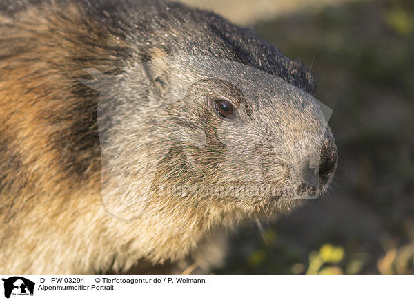 Alpenmurmeltier Portrait / Alpine Marmot Portrait / PW-03294
