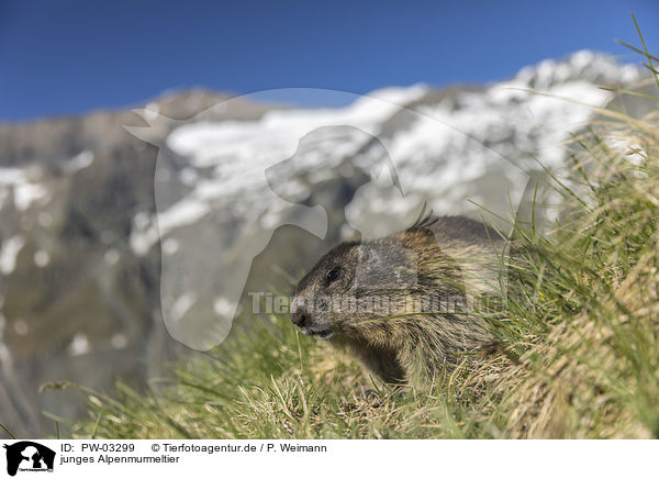junges Alpenmurmeltier / young Alpine Marmot / PW-03299
