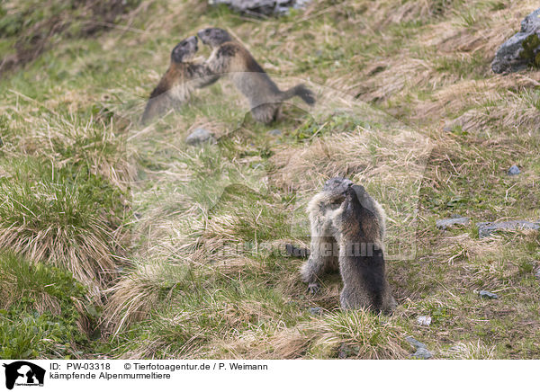 k�mpfende Alpenmurmeltiere / fighting Alpine Marmots / PW-03318