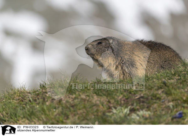 sitzendes Alpenmurmeltier / sitting Alpine Marmot / PW-03323