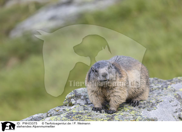 stehendes Alpenmurmeltier / standing Alpine Marmot / PW-03375