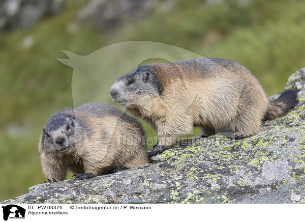 Alpenmurmeltiere / PW-03376
