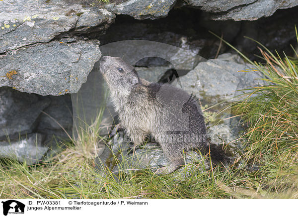 junges Alpenmurmeltier / young Alpine Marmot / PW-03381
