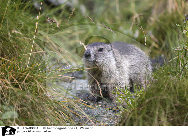 junges Alpenmurmeltier / young Alpine Marmot / PW-03384