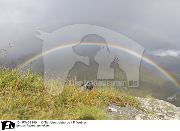 junges Alpenmurmeltier / young Alpine Marmot / PW-03390