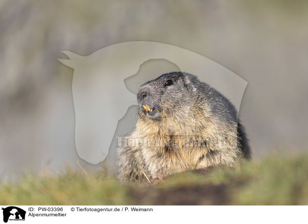 Alpenmurmeltier / Alpine Marmot / PW-03396
