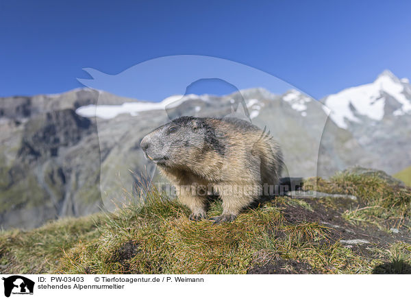 stehendes Alpenmurmeltier / standing Alpine Marmot / PW-03403
