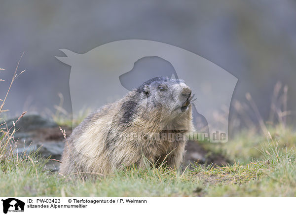 sitzendes Alpenmurmeltier / sitting Alpine Marmot / PW-03423