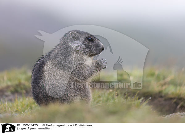 junges Alpenmurmeltier / young Alpine Marmot / PW-03425