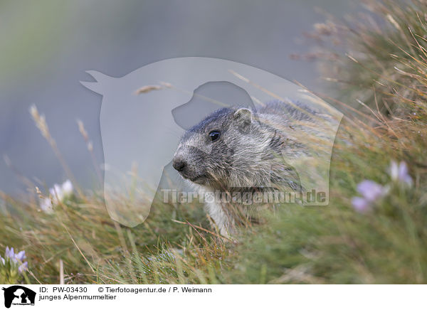 junges Alpenmurmeltier / young Alpine Marmot / PW-03430