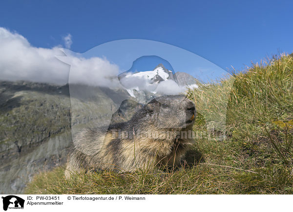 Alpenmurmeltier / Alpine Marmot / PW-03451