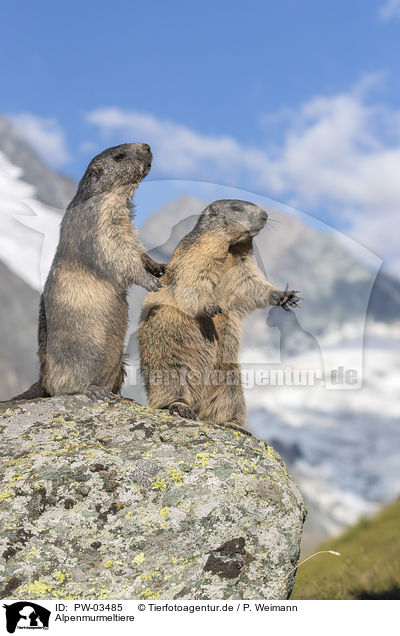 Alpenmurmeltiere / PW-03485