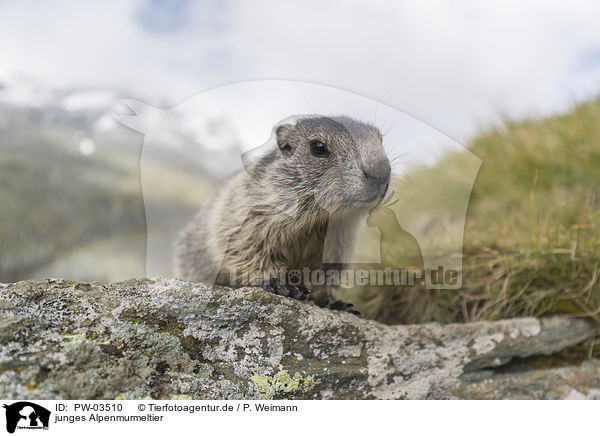 junges Alpenmurmeltier / young Alpine Marmot / PW-03510