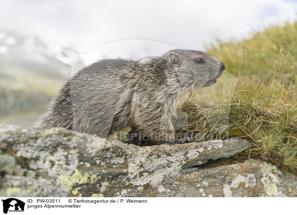 junges Alpenmurmeltier / young Alpine Marmot / PW-03511