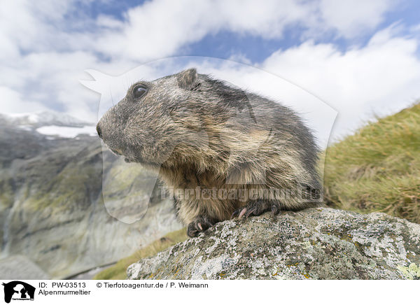 Alpenmurmeltier / Alpine Marmot / PW-03513