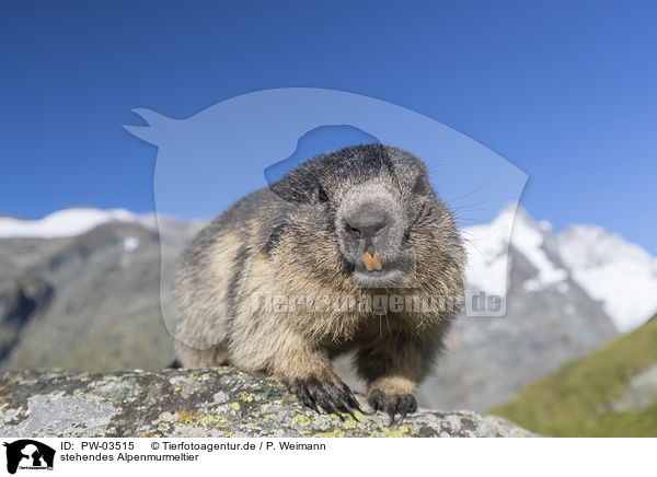 stehendes Alpenmurmeltier / standing Alpine Marmot / PW-03515