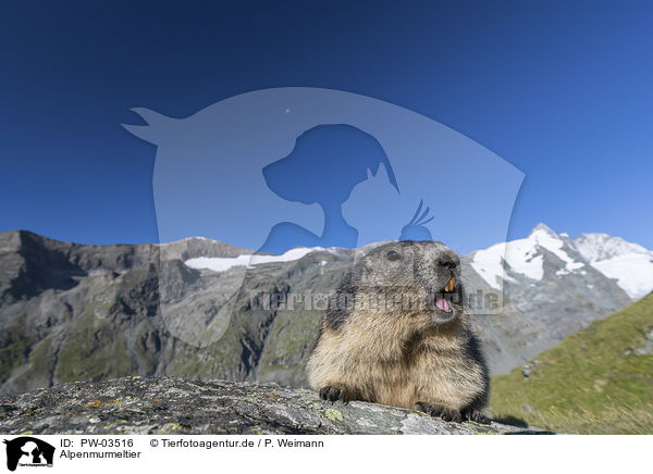 Alpenmurmeltier / Alpine Marmot / PW-03516