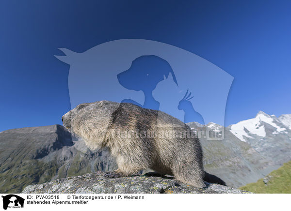 stehendes Alpenmurmeltier / standing Alpine Marmot / PW-03518