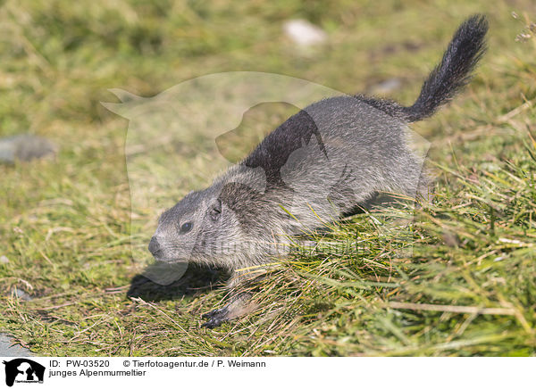 junges Alpenmurmeltier / young Alpine Marmot / PW-03520
