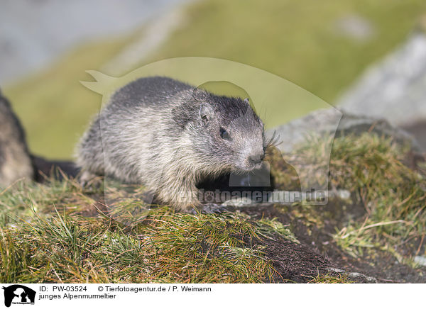 junges Alpenmurmeltier / young Alpine Marmot / PW-03524