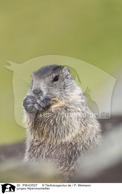 junges Alpenmurmeltier / young Alpine Marmot / PW-03527