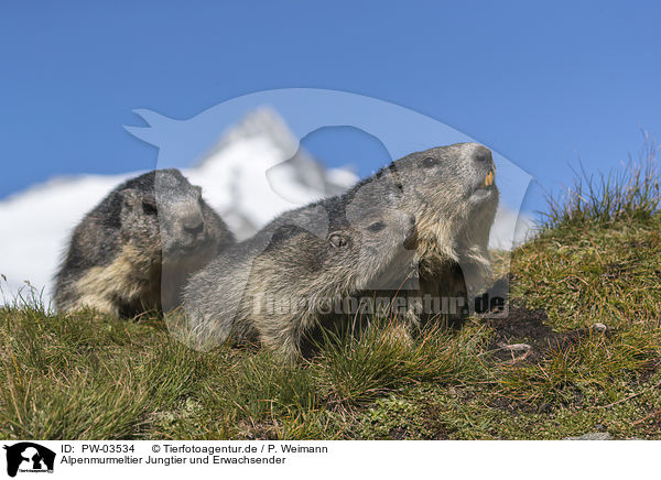 Alpenmurmeltier Jungtier und Erwachsender / young and adult Alpine Marmot / PW-03534