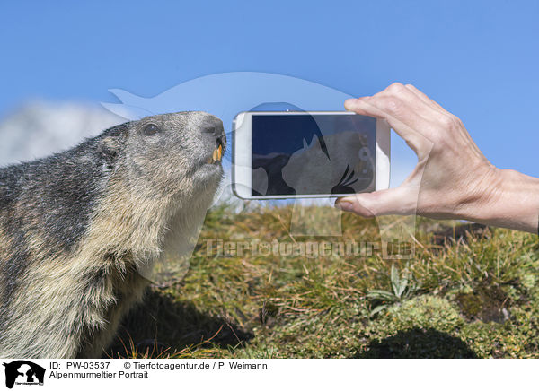 Alpenmurmeltier Portrait / Alpine Marmot Portrait / PW-03537